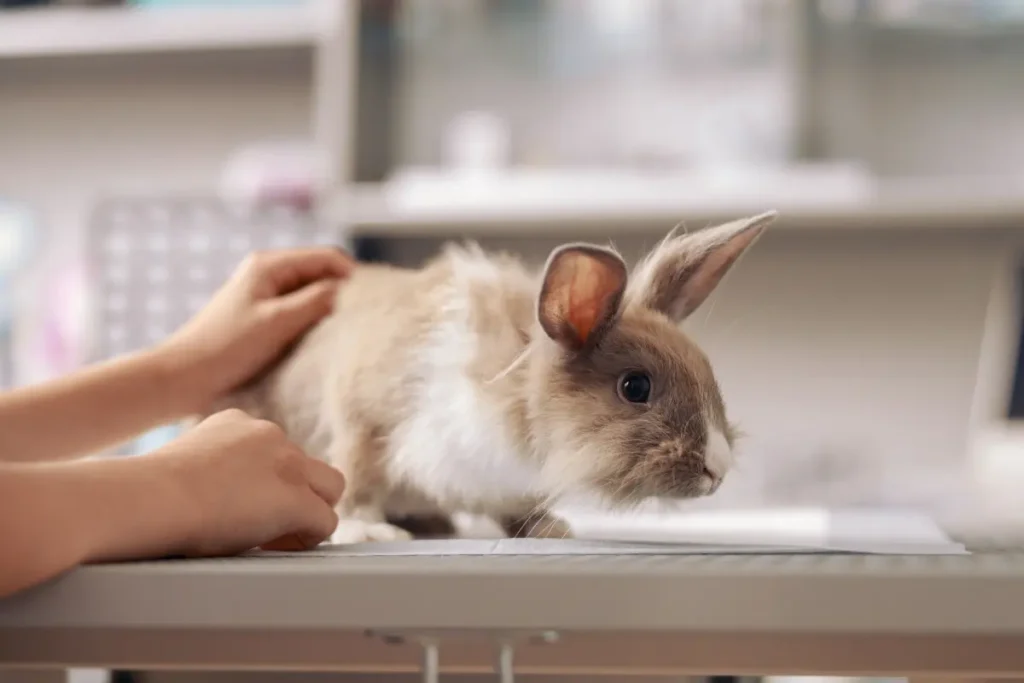 peluqueria conejo