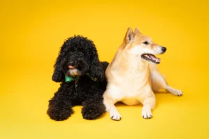 dos-perros