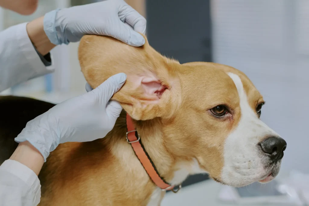persona-sujetando-oreja-perro