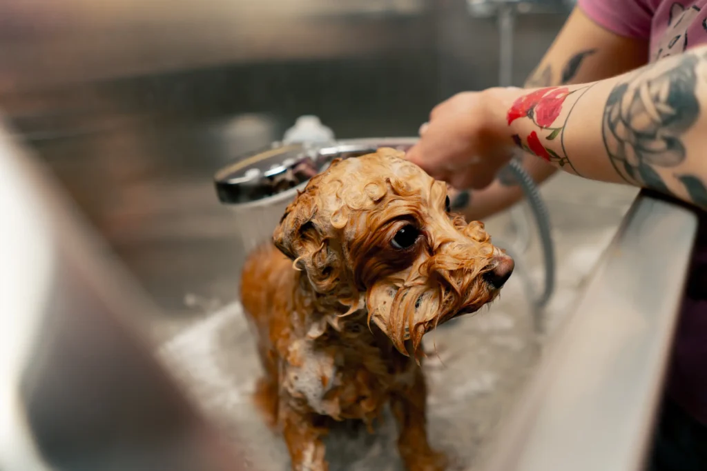 Perro-baño-peluqueria